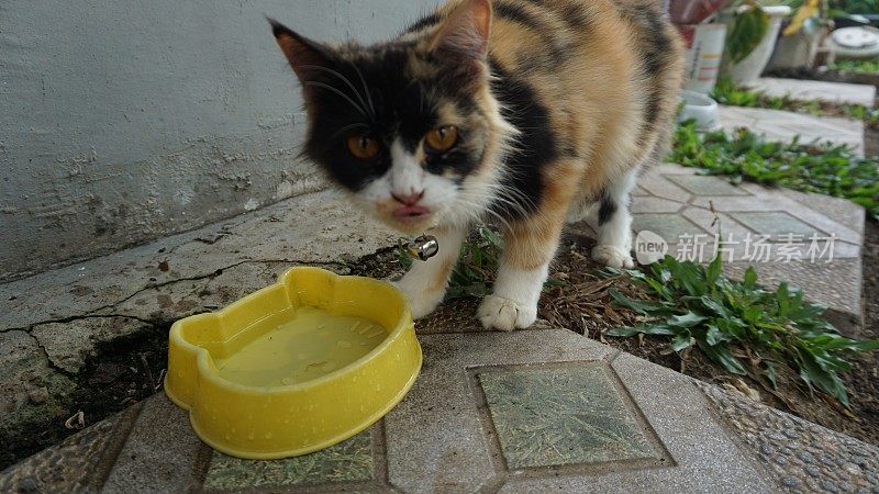 三色猫想要在一个黄色的hello Kitty形状的容器里喝水